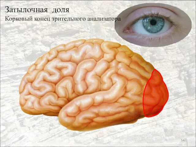 Затылочная доля Корковый конец зрительного анализатора