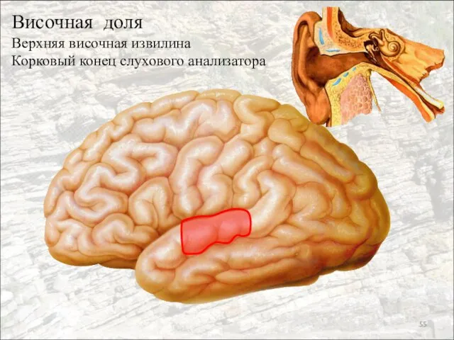 Височная доля Верхняя височная извилина Корковый конец слухового анализатора