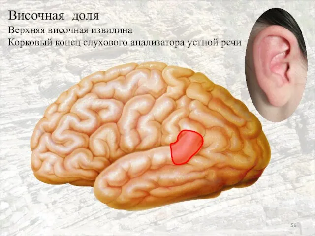 Височная доля Верхняя височная извилина Корковый конец слухового анализатора устной речи