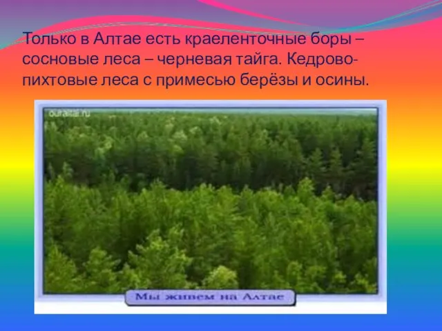 Только в Алтае есть краеленточные боры – сосновые леса – черневая