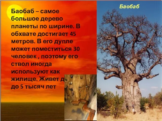 Баобаб Баобаб – самое большое дерево планеты по ширине. В обхвате