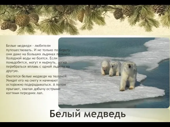 Белый медведь Белые медведи - любители путешествовать. И не только по