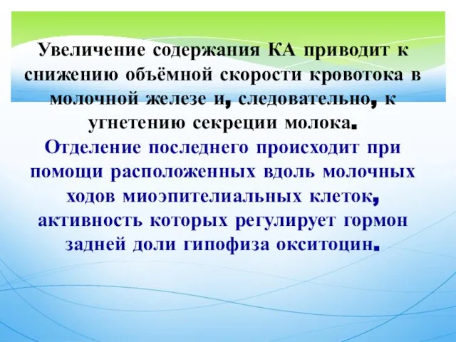 Увеличение содержания КА приводит к снижению объёмной скорости кровотока в молочной