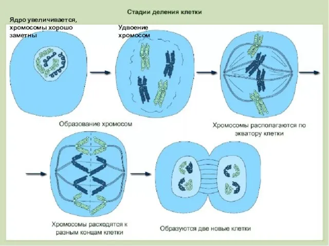 Ядро увеличивается, хромосомы хорошо заметны Удвоение хромосом