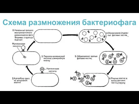 Схема размножения бактериофага