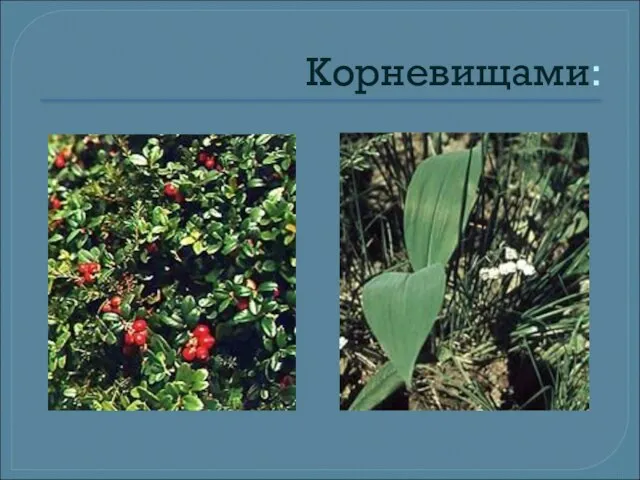 Корневищами: