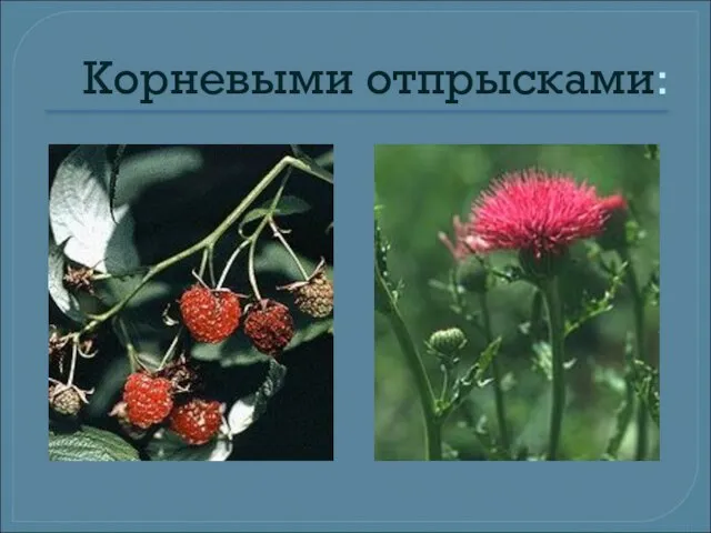 Корневыми отпрысками: