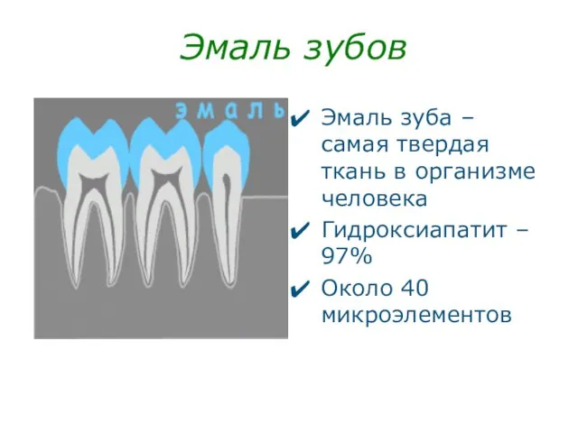 Эмаль зубов Эмаль зуба – самая твердая ткань в организме человека