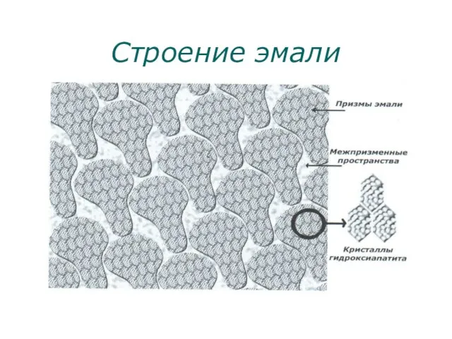 Строение эмали