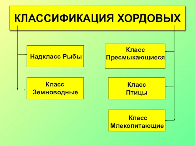 КЛАССИФИКАЦИЯ ХОРДОВЫХ Класс Птицы Надкласс Рыбы Класс Земноводные Класс Пресмыкающиеся Класс Млекопитающие