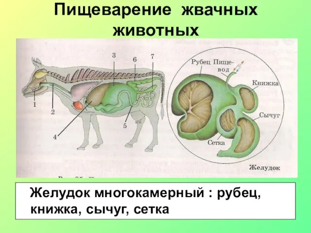 Пищеварение жвачных животных Желудок многокамерный : рубец, книжка, сычуг, сетка