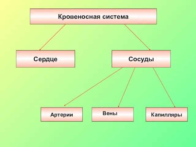 Кровеносная система Сердце Сосуды Артерии Капилляры Вены