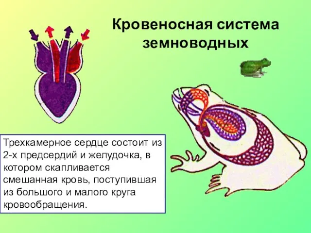 Кровеносная система земноводных Трехкамерное сердце состоит из 2-х предсердий и желудочка,