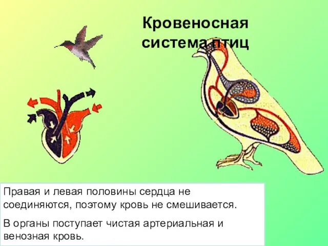 Кровеносная система птиц Правая и левая половины сердца не соединяются, поэтому