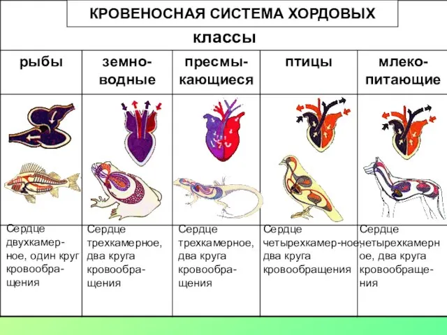 КРОВЕНОСНАЯ СИСТЕМА ХОРДОВЫХ Сердце двухкамер-ное, один круг кровообра-щения Сердце трехкамерное, два