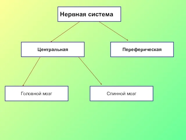 Переферическая Центральная Спинной мозг Головной мозг Нервная система