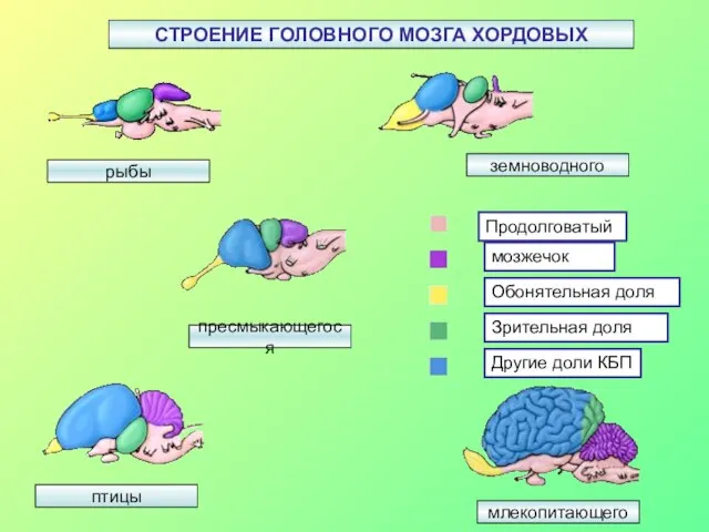 СТРОЕНИЕ ГОЛОВНОГО МОЗГА ХОРДОВЫХ рыбы птицы земноводного млекопитающего пресмыкающегося Продолговатый мозжечок