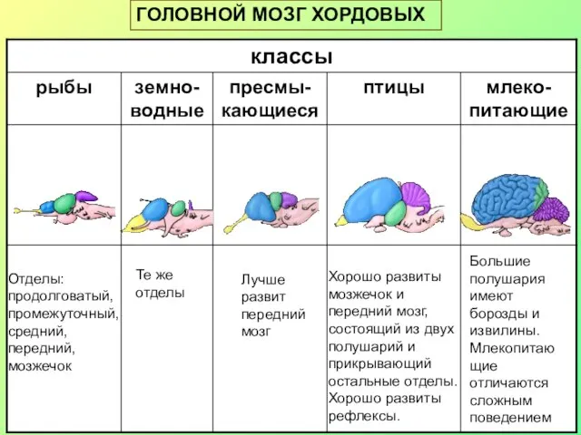 ГОЛОВНОЙ МОЗГ ХОРДОВЫХ Отделы: продолговатый, промежуточный, средний, передний, мозжечок Те же