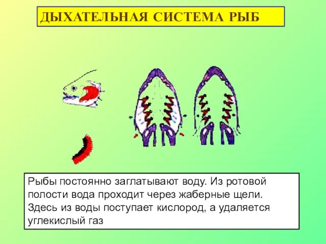 Рыбы постоянно заглатывают воду. Из ротовой полости вода проходит через жаберные
