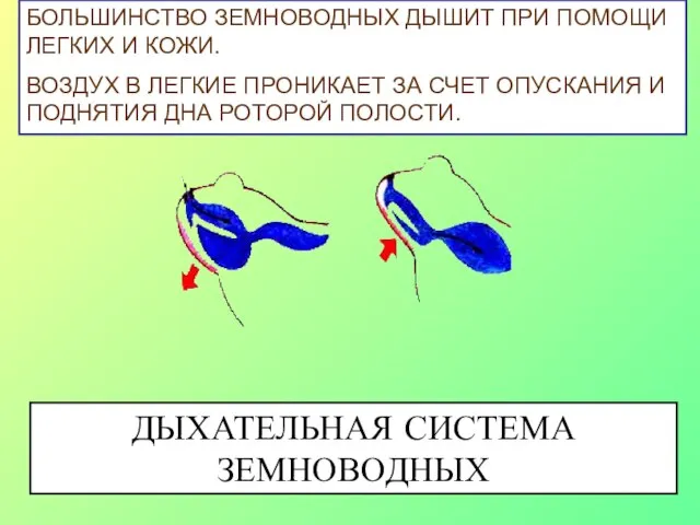 БОЛЬШИНСТВО ЗЕМНОВОДНЫХ ДЫШИТ ПРИ ПОМОЩИ ЛЕГКИХ И КОЖИ. ВОЗДУХ В ЛЕГКИЕ