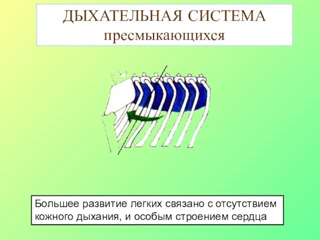 ДЫХАТЕЛЬНАЯ СИСТЕМА пресмыкающихся Большее развитие легких связано с отсутствием кожного дыхания, и особым строением сердца