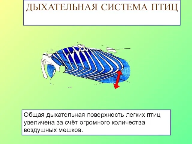 ДЫХАТЕЛЬНАЯ СИСТЕМА ПТИЦ Общая дыхательная поверхность легких птиц увеличена за счёт огромного количества воздушных мешков.