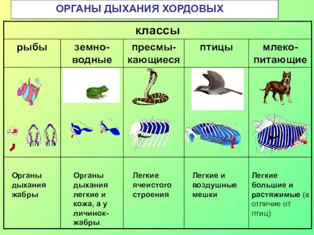 ОРГАНЫ ДЫХАНИЯ ХОРДОВЫХ Органы дыхания жабры Органы дыхания легкие и кожа,