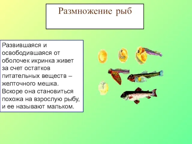 Размножение рыб Развившаяся и освободившаяся от оболочек икринка живет за счет