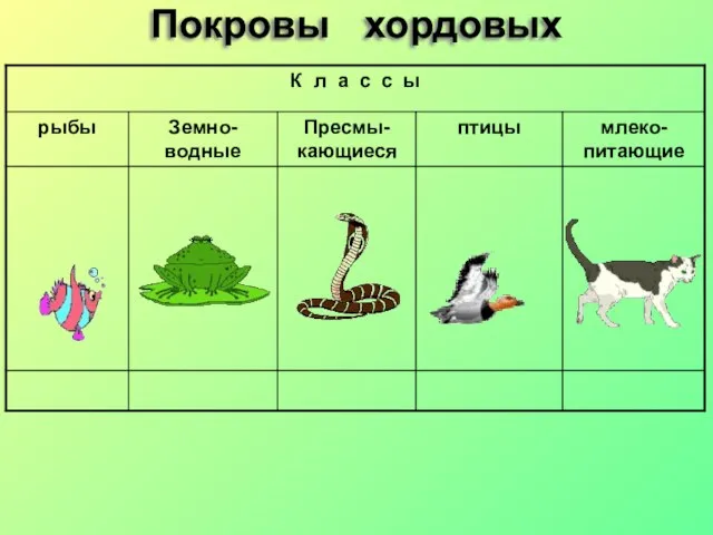 Покровы хордовых