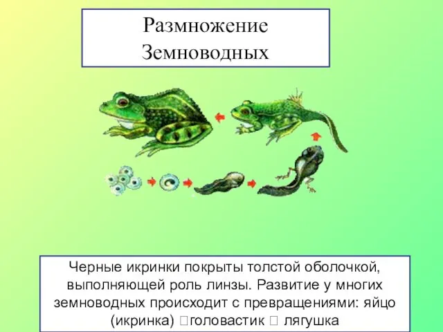 Размножение Земноводных Черные икринки покрыты толстой оболочкой, выполняющей роль линзы. Развитие