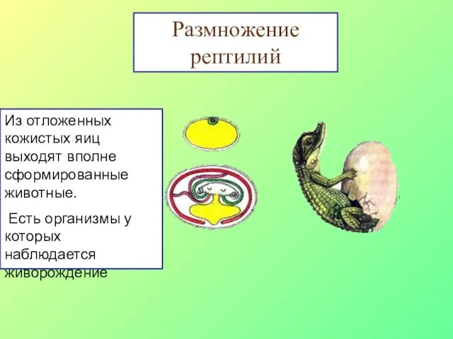 Размножение рептилий Из отложенных кожистых яиц выходят вполне сформированные животные. Есть организмы у которых наблюдается живорождение