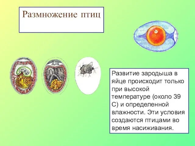 Размножение птиц Развитие зародыша в яйце происходит только при высокой температуре