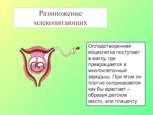 Оплодотворенная яйцеклетка поступает в матку, где превращается в многоклеточный зародыш. При