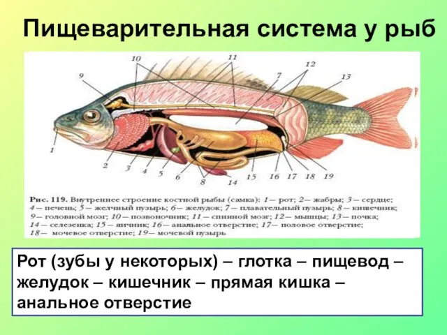 Пищеварительная система у рыб Рот (зубы у некоторых) – глотка –