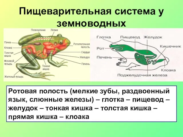 Пищеварительная система у земноводных Ротовая полость (мелкие зубы, раздвоенный язык, слюнные