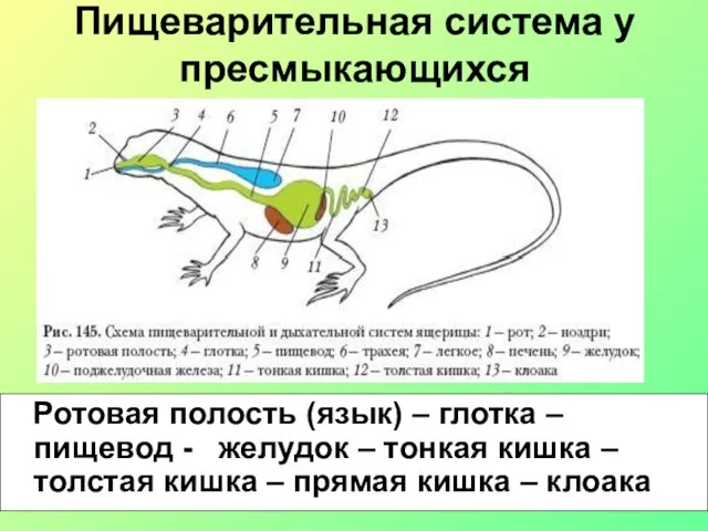 Пищеварительная система у пресмыкающихся Ротовая полость (язык) – глотка – пищевод