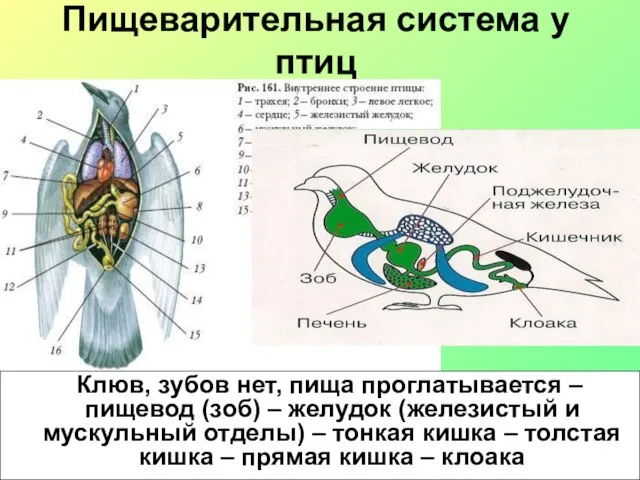 Пищеварительная система у птиц Клюв, зубов нет, пища проглатывается – пищевод