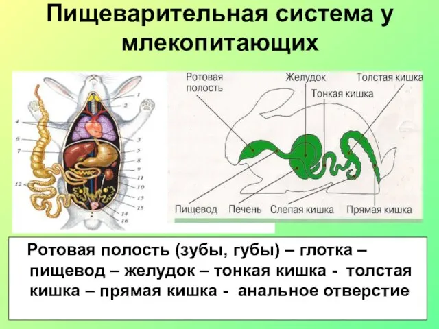 Пищеварительная система у млекопитающих Ротовая полость (зубы, губы) – глотка –