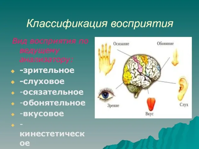 Классификация восприятия Вид восприятия по ведущему анализатору: -зрительное -слуховое -осязательное -обонятельное -вкусовое -кинестетическое