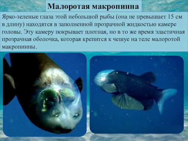 Малоротая макропинна Ярко-зеленые глаза этой небольшой рыбы (она не превышает 15