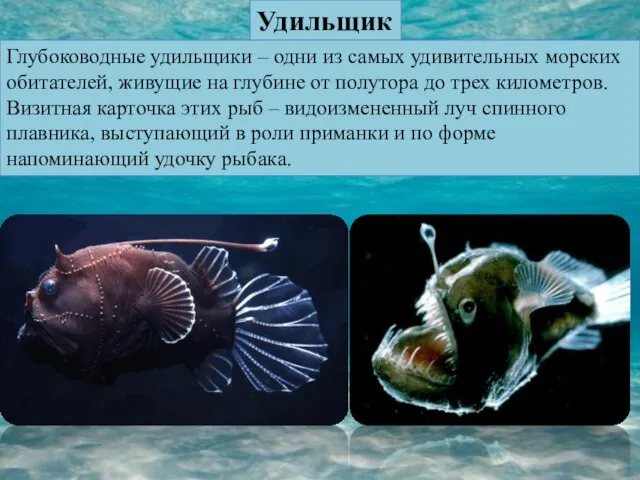 Удильщик Глубоководные удильщики – одни из самых удивительных морских обитателей, живущие