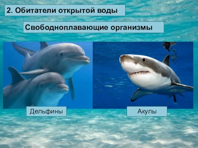2. Обитатели открытой воды Свободноплавающие организмы Дельфины Акулы
