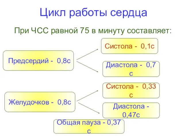 Цикл работы сердца При ЧСС равной 75 в минуту составляет: Предсердий