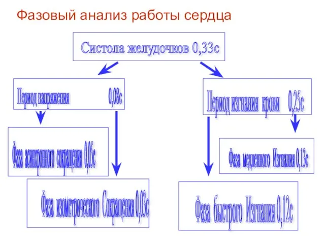 Фазовый анализ работы сердца