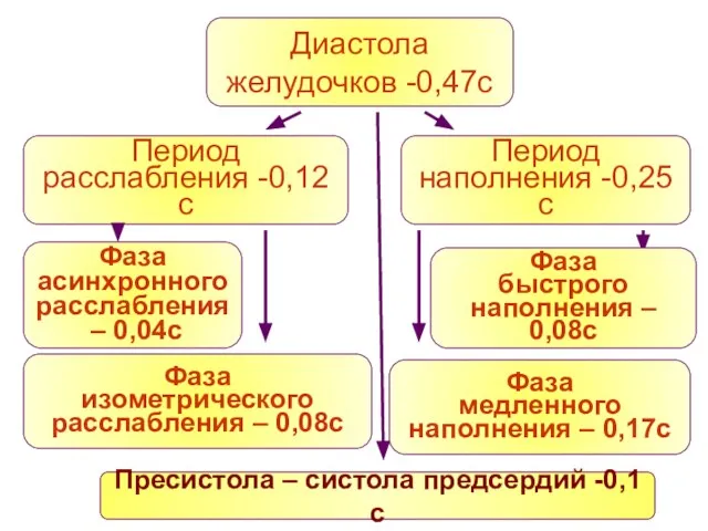 Диастола желудочков -0,47с Период расслабления -0,12с Фаза асинхронного расслабления – 0,04с