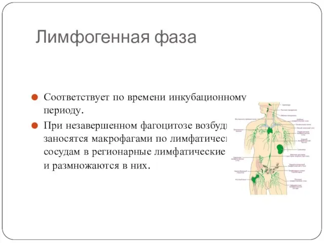 Лимфогенная фаза Соответствует по времени инкубационному периоду. При незавершенном фагоцитозе возбудители