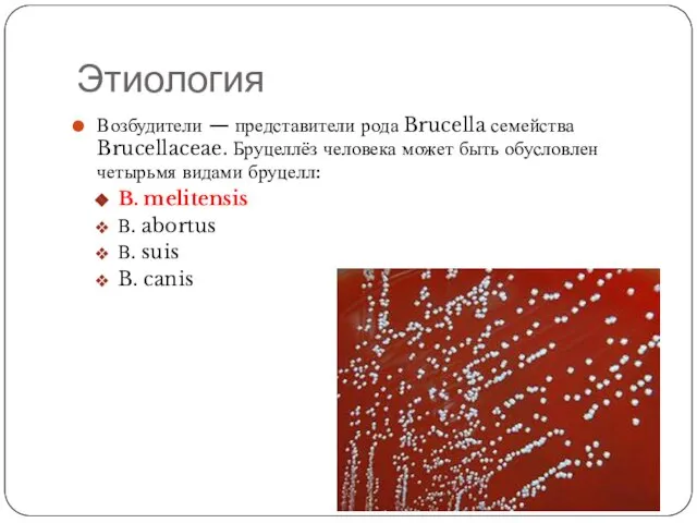 Этиология Возбудители — представители рода Brucella семейства Brucellaceae. Бруцеллёз человека может