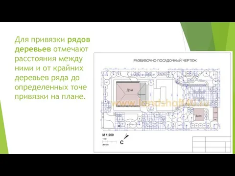 Для привязки рядов деревьев отмечают расстояния между ними и от крайних