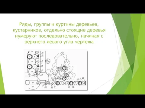 Ряды, группы и куртины деревьев, кустарников, отдельно стоящие деревья нумеруют последовательно,