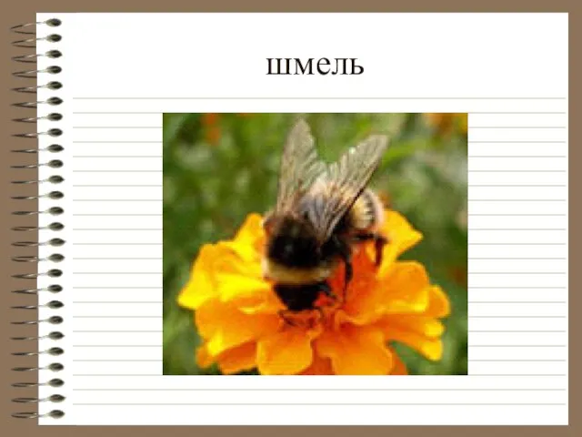 шмель